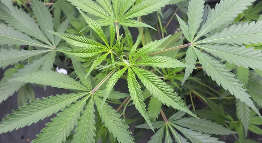 como-regar-plantas-marihuana