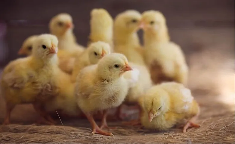 Recomendaciones-básicas-cría-de-pollitos-blog